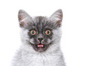 mewing European Shorthair Kitten