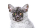 European Shorthair Kitten Portrait