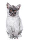 sitting European Shorthair Kitten
