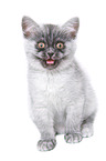 sitting European Shorthair Kitten