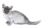 sitting European Shorthair Kitten