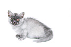 lying European Shorthair Kitten