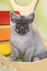 sitting European Shorthair Kitten
