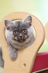 climbing European Shorthair Kitten