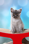 sitting European Shorthair Kitten