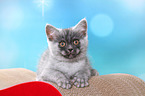lying European Shorthair Kitten