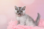 sitting European Shorthair Kitten