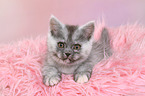 lying European Shorthair Kitten