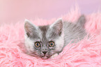 lying European Shorthair Kitten