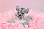 lying European Shorthair Kitten