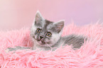 lying European Shorthair Kitten