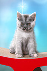 sitting European Shorthair Kitten
