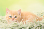 lying European Shorthair Kitten
