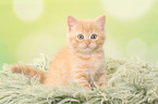 sitting European Shorthair Kitten