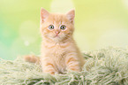 sitting European Shorthair Kitten
