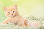lying European Shorthair Kitten