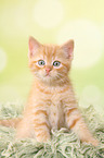 sitting European Shorthair Kitten