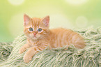 lying European Shorthair Kitten