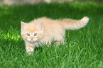 walking European Shorthair Kitten