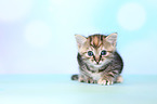 European Shorthair Kitten