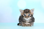 European Shorthair Kitten
