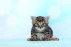 European Shorthair Kitten