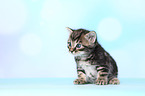 European Shorthair Kitten