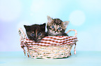 European Shorthair Kitten