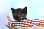 European Shorthair Kitten