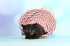 European Shorthair Kitten
