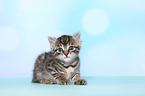 European Shorthair Kitten