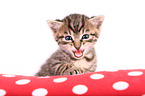 European Shorthair Kitten