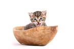European Shorthair Kitten