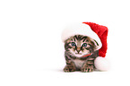 European Shorthair Kitten