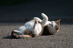 rolling European Shorthair