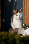 lying European Shorthair