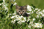 European Shorthair Kitten