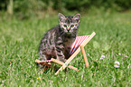 European Shorthair Kitten