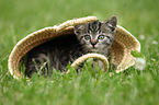European Shorthair Kitten