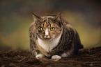 European Shorthair Cat