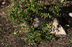 walking European Shorthair Cat