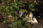 walking European Shorthair Cat