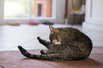 European Shorthair is cleaning itself
