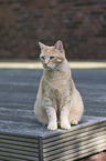 sitting European Shorthair