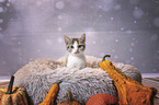 Kitten portrait