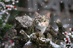 European Shorthair