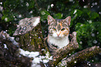 European Shorthair portrait