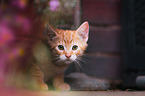 European Shorthair