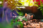 young European Shorthair