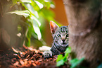 young European Shorthair
